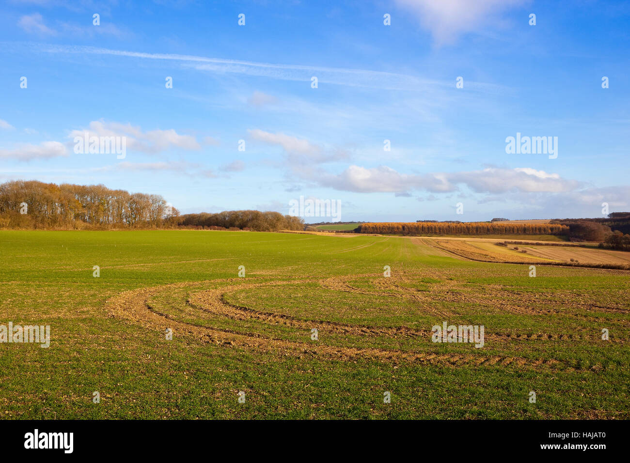 Cereali invernali con boschi e lungo le siepi in colline di Yorkshire wolds il paesaggio è sotto un azzurro cielo molto nuvoloso in autunno. Foto Stock