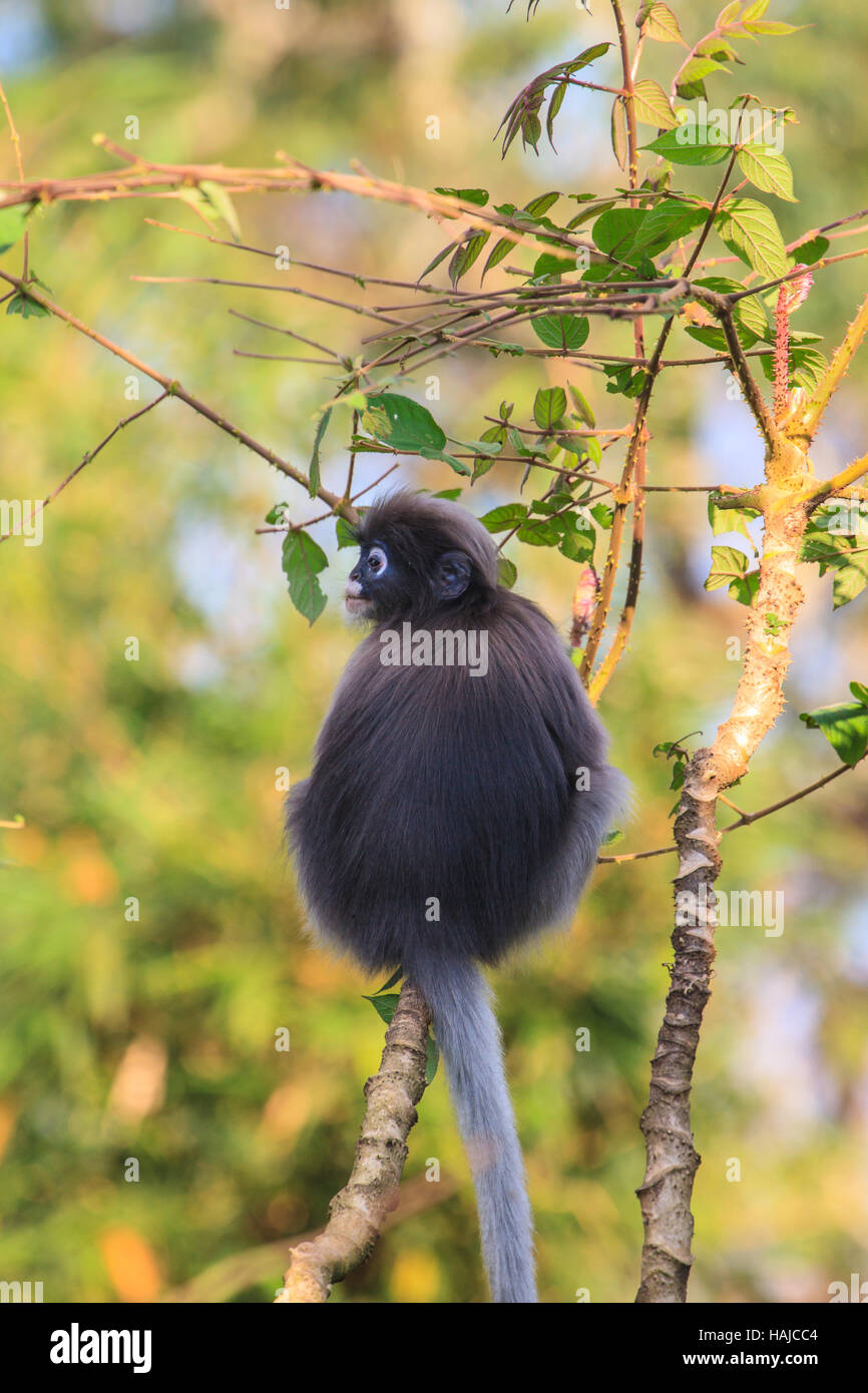 Dusky Langur seduto sul ramo di albero in deep forest Foto Stock
