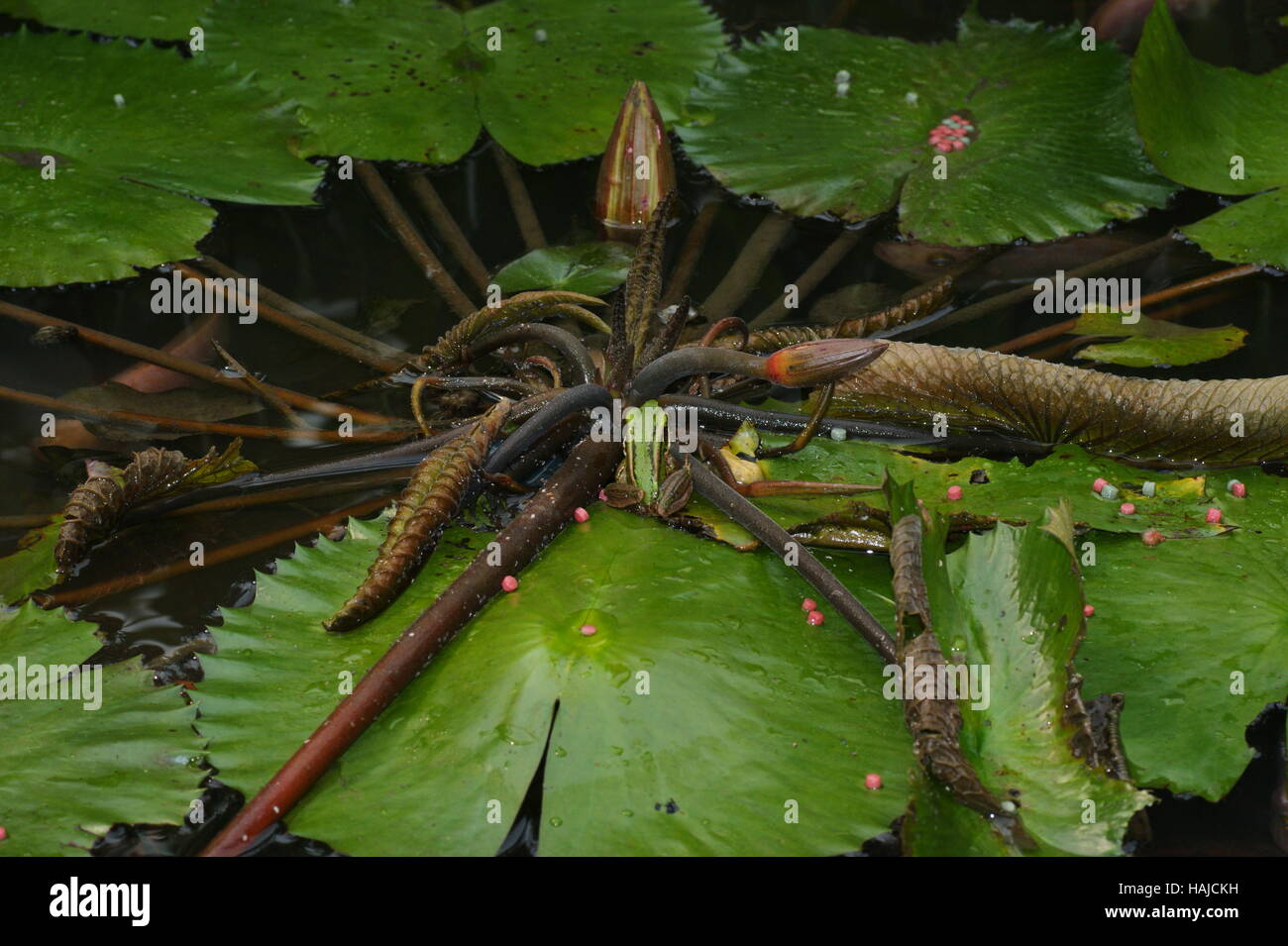 Una rana sulle foglie di una ninfa. Kuala Lumpur, Malesia, Asia sudorientale. Foto Stock