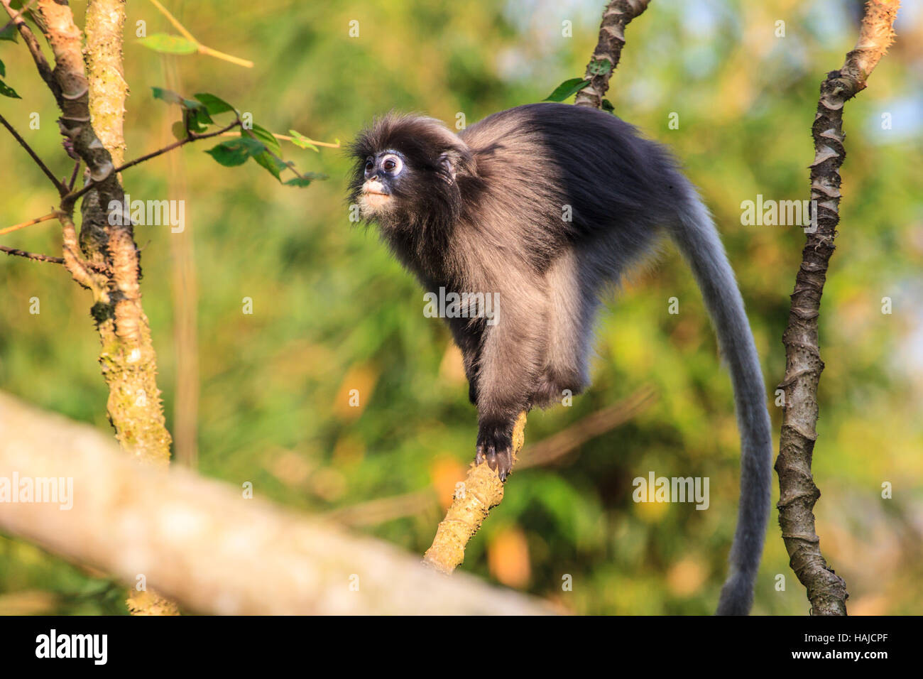 Dusky Langur seduto sul ramo di albero in deep forest Foto Stock