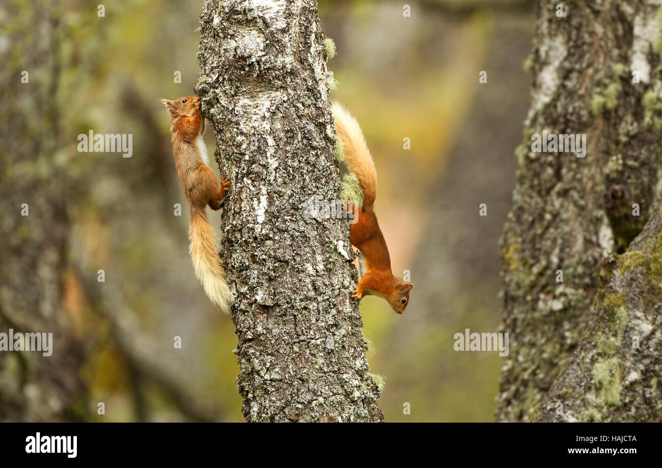 2 gli scoiattoli rossi che si rincorrono su un vecchio silver birch tronco di albero Foto Stock