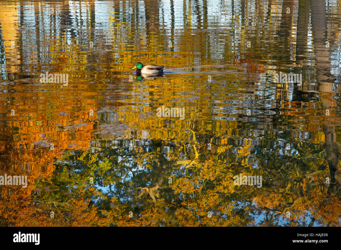 Mallard ano platyrhyncha Drake e riflessi di autunno Foto Stock