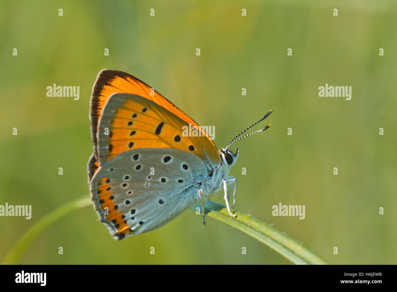 Rame di grandi dimensioni (Lycaena dispar), Burgenland, Austria Foto Stock