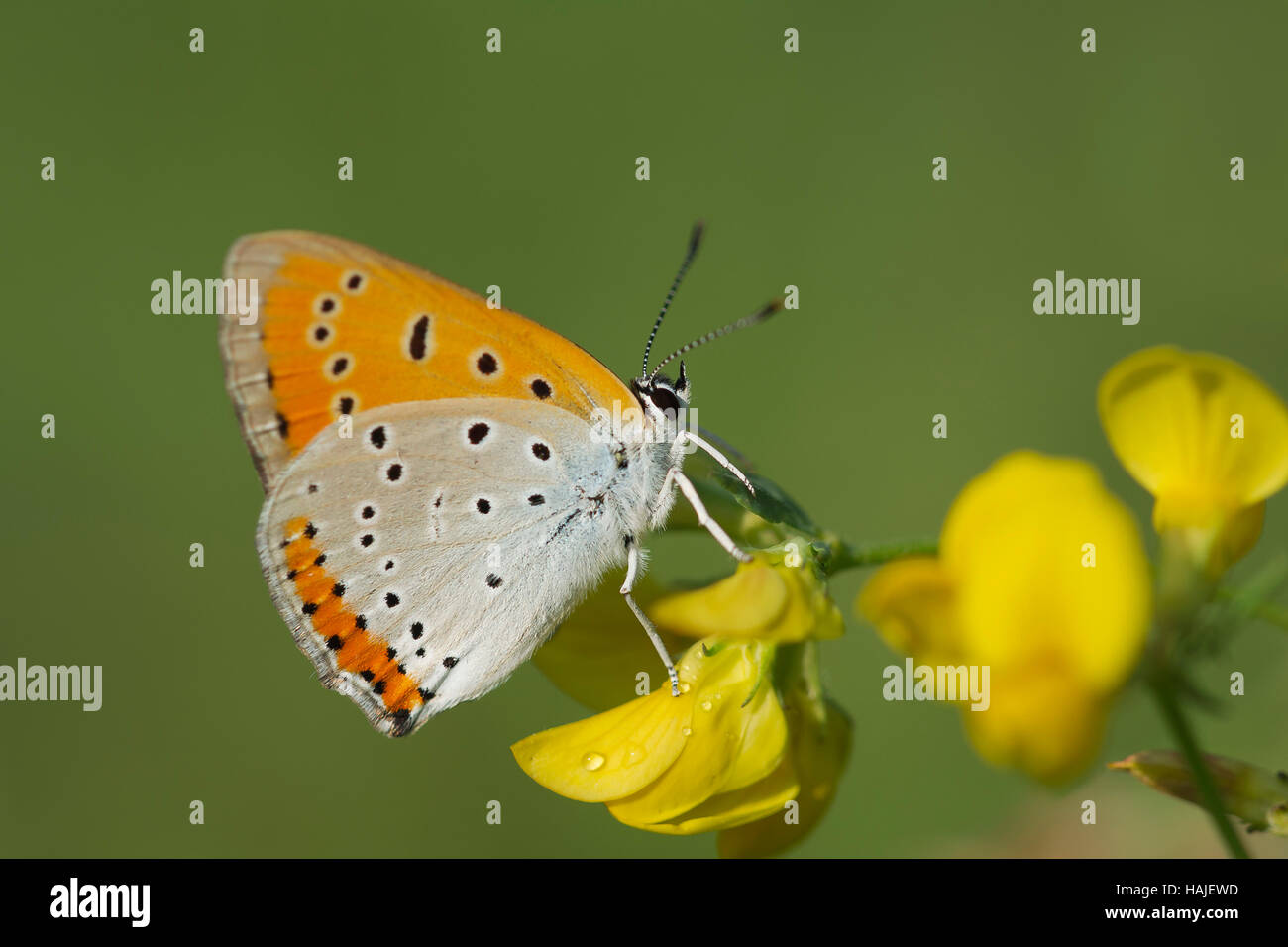 Rame di grandi dimensioni (Lycaena dispar) sul fiore, Burgenland, Austria Foto Stock