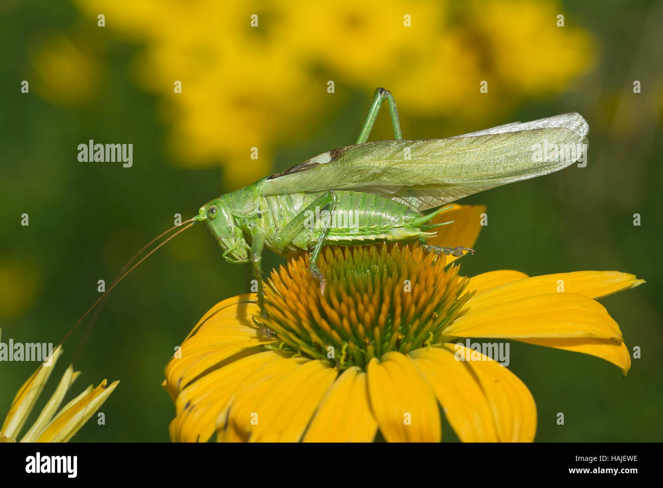 Grande grasshopper (Tettigonia viridissima) su Echinacea, maschio, Burgenland, Austria Foto Stock