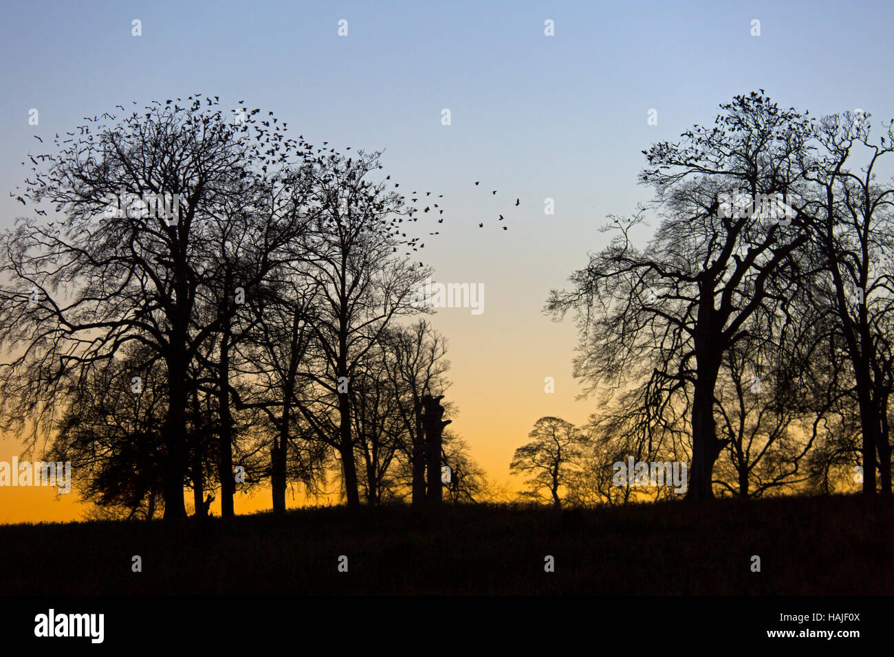 Jackdaws Corvus monedula andando a roost e raccolta prima del buio di faggi Foto Stock