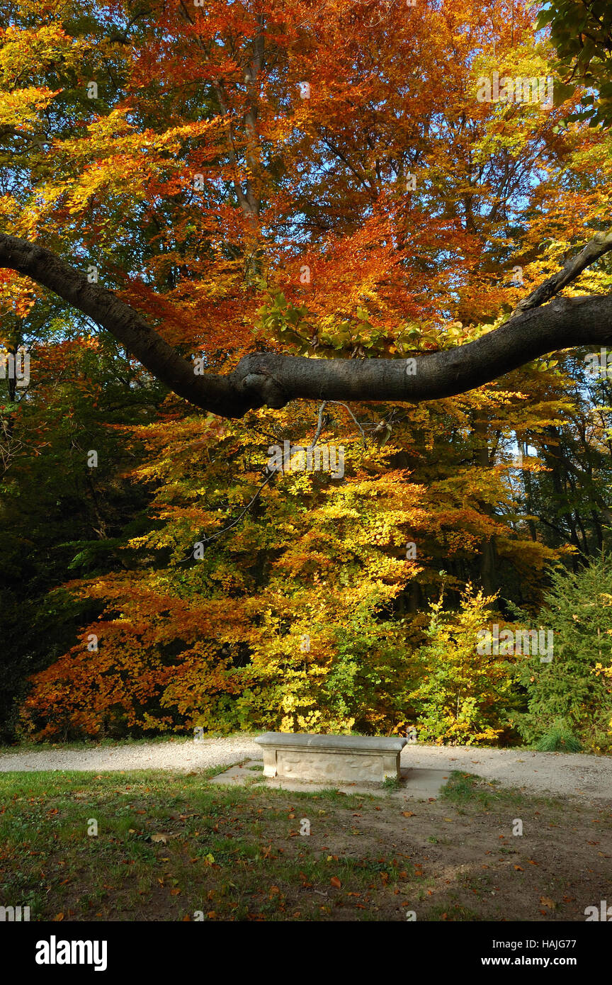 Parco Di Pietra panchina nel mezzo di alberi in luminosi colori autunnali. Foto Stock