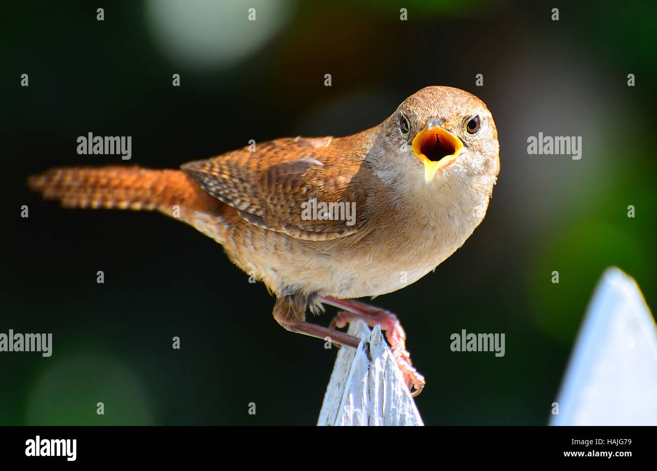 Stridio House Wren (Troglodytes aedon) arroccato su Picket Fence. Foto Stock