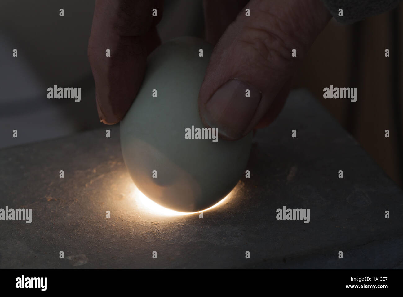 Uovo di uccello, una essendo candled oltre una sorgente di luce. Bill o punta a becco del pulcino possono essere ravvisati entro lo spazio d'aria presso l'estremità larga dell'uovo Foto Stock