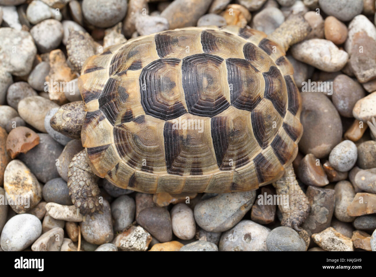 Sperone mediterraneo-thighed tartaruga (Testudo graeca). I capretti. Profilo. Carapace. Shell. Gli anelli di crescita su scutes. Foto Stock
