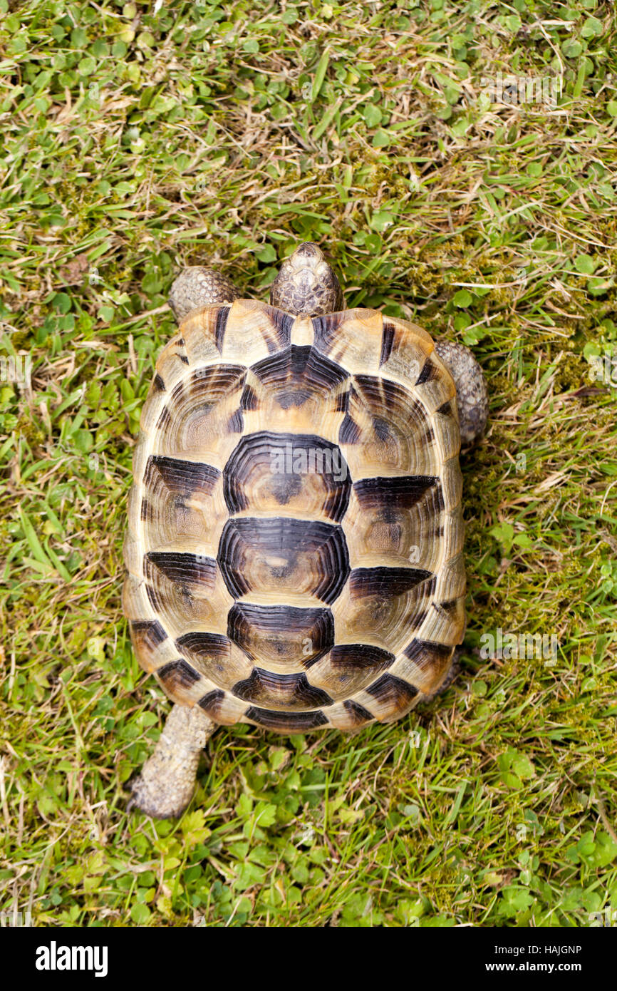 Sperone mediterraneo-thighed tartaruga (Testudo graeca ibera). I giovani animali allevati in cattività. Nota Gli anelli di crescita su ciascun scute sul carapace Foto Stock