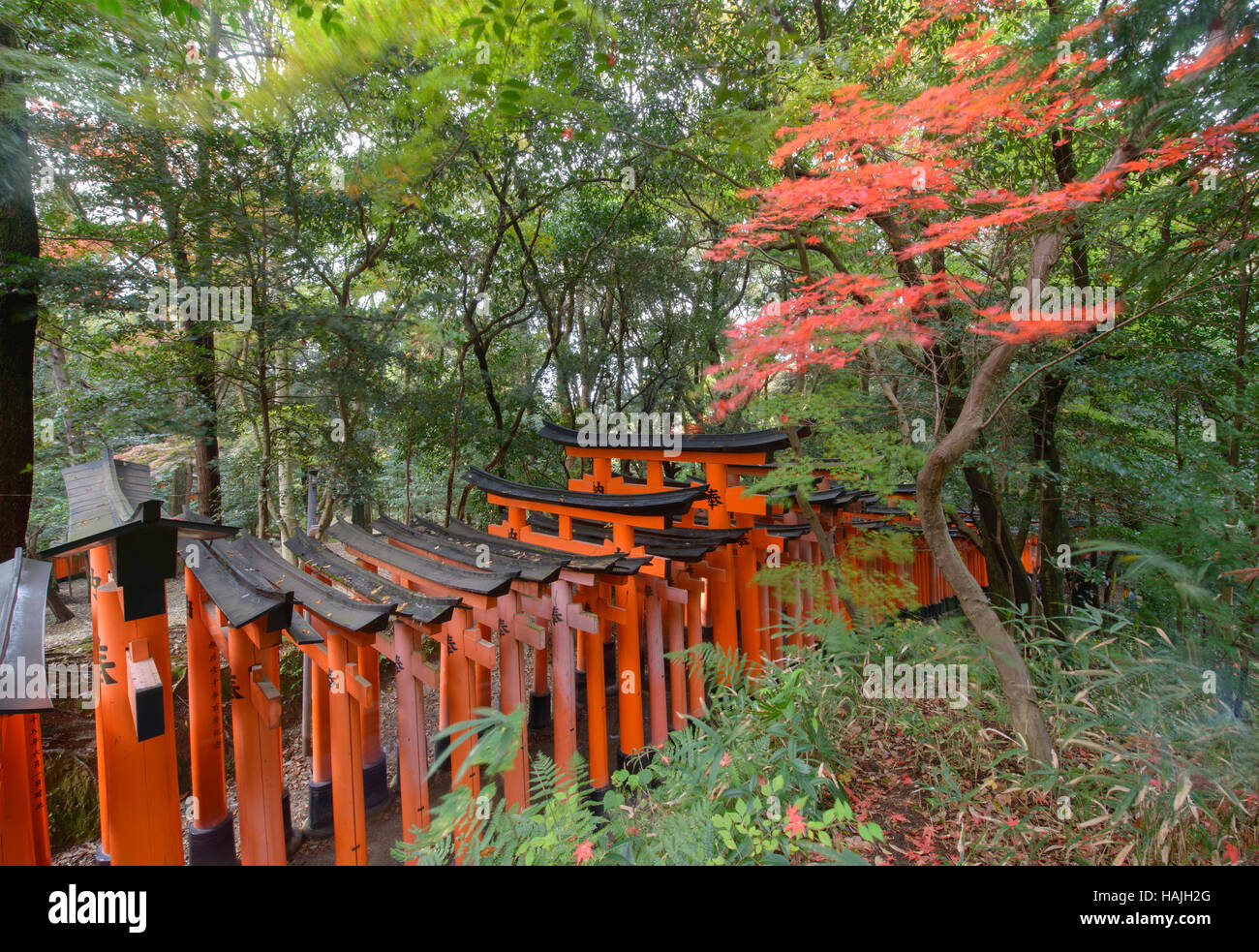 Infinite torii santuario gates a Fushimi Inari Shrine, Kyoto, Giappone Foto Stock