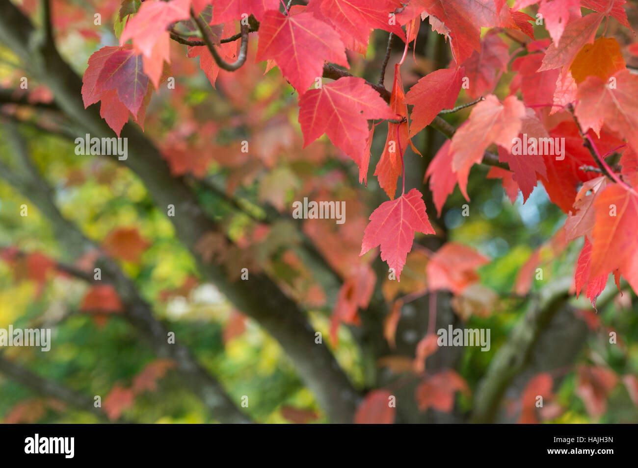 Acer rubrum rosso tramonto. Rosso acero in autunno. Regno Unito Foto Stock