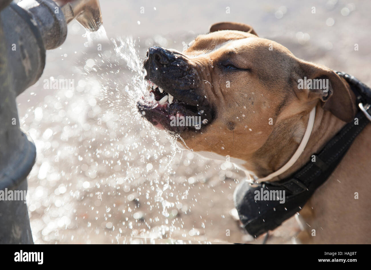 Cane di acqua potabile da una fontana Foto Stock