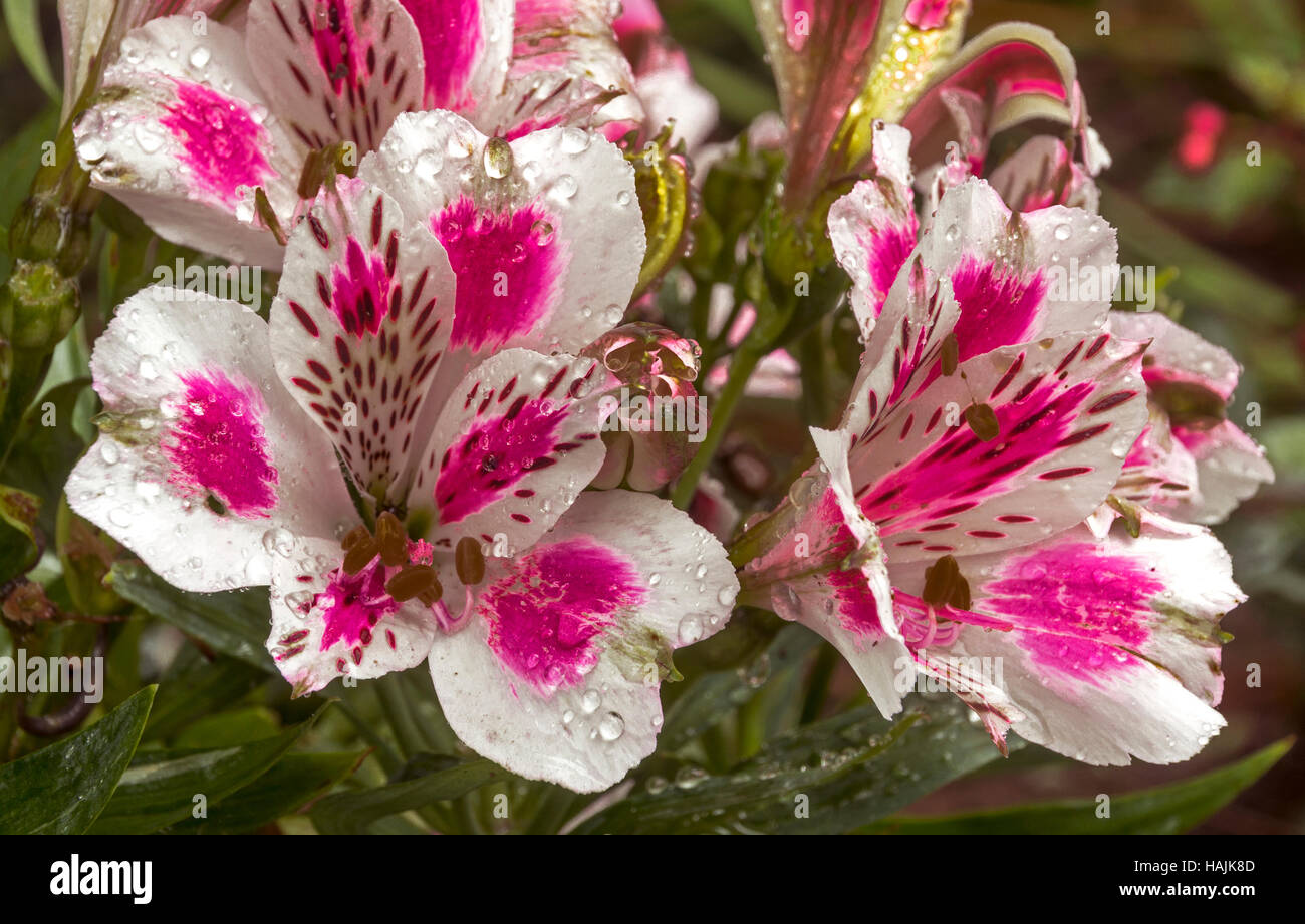 Close up di coloratissimi modelli e texture detail di alstromeria fiori nel giardino esterno impostazione Foto Stock