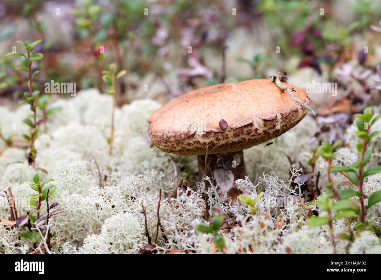 Funghi commestibili cresce nei boschi del nord con moss Foto Stock