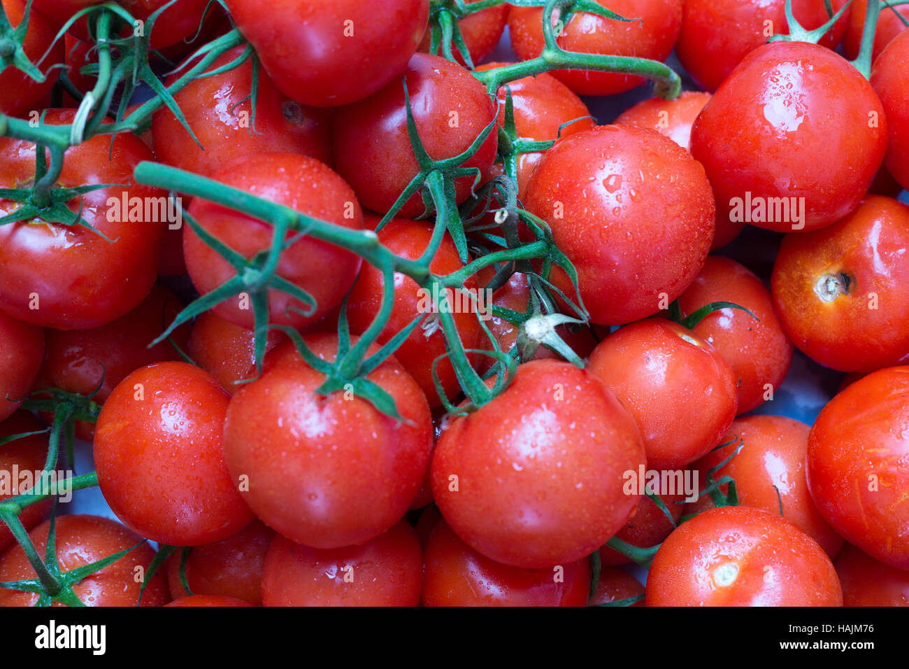 Rosso, pomodori maturi su un ramo con gocce di rugiada Foto Stock