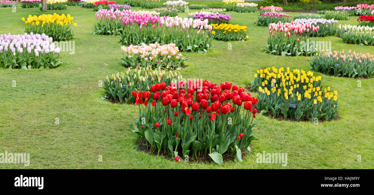 I tulipani in un prato, parco Keukenhof. Paesi Bassi Foto Stock