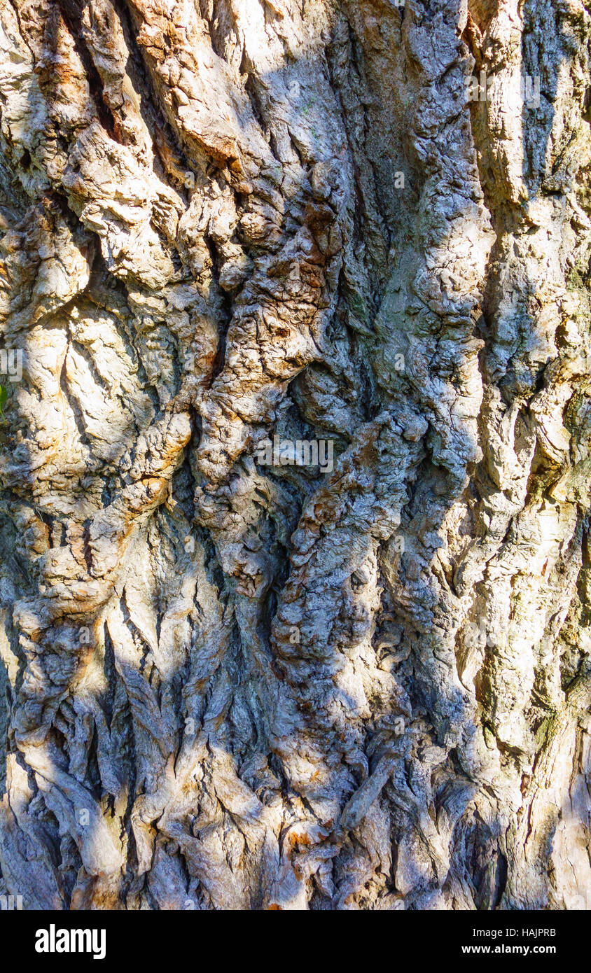 Corteccia del pioppo nero (Populus nigra) Herefordshire UK Foto Stock