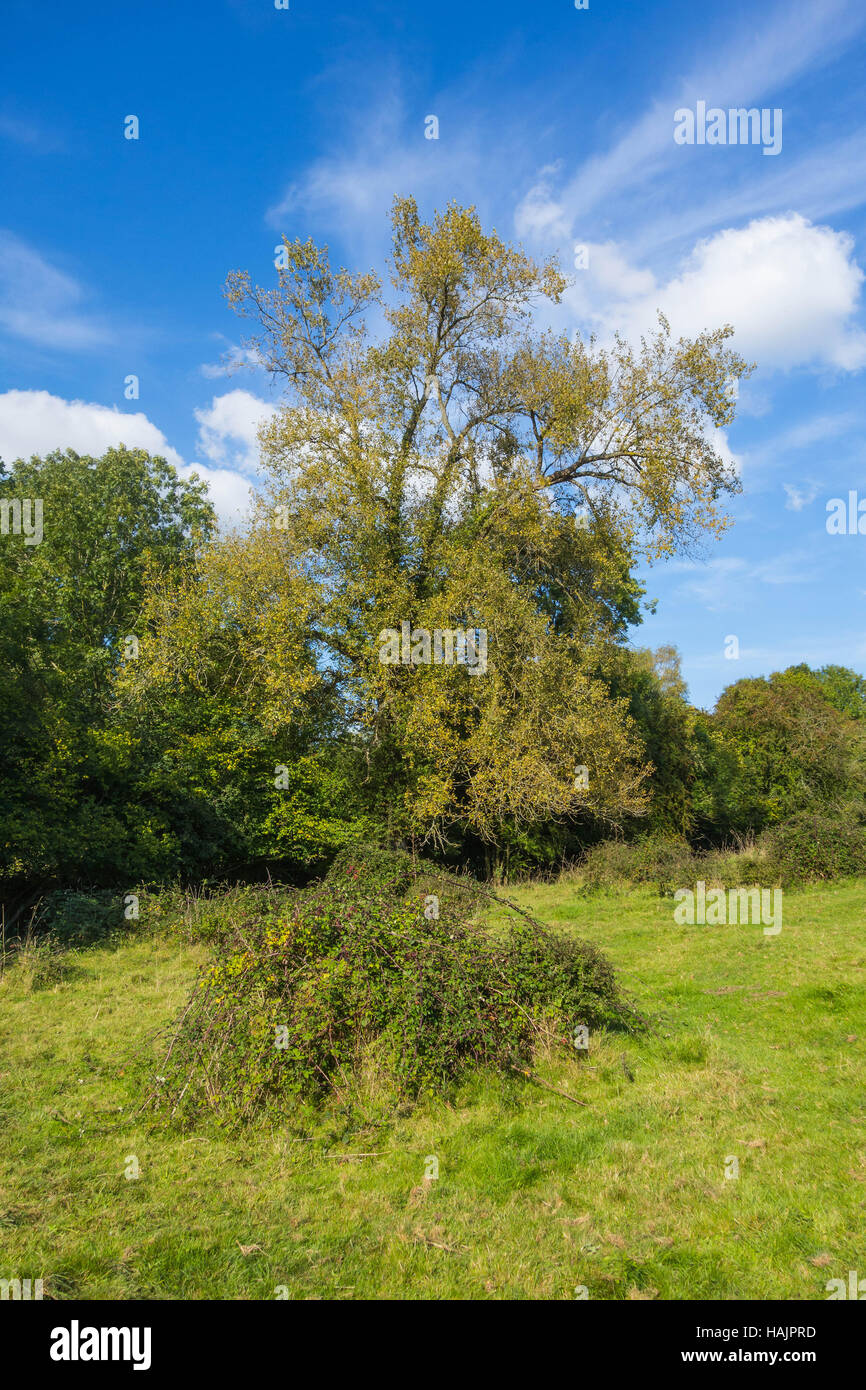 Pioppo nero (Populus nigra) Herefordshire Regno Unito Foto Stock