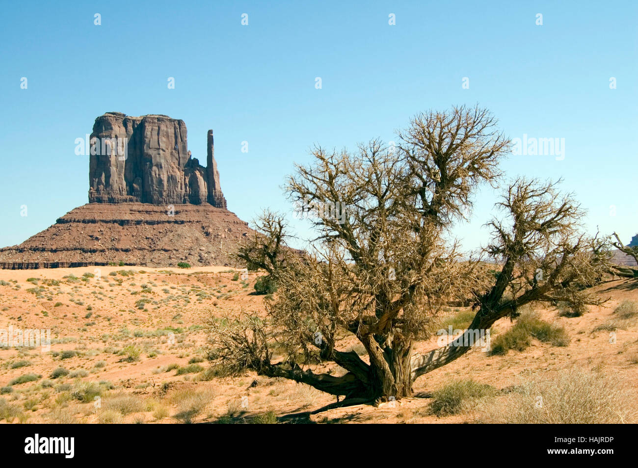 U.S.A. UTAH; Navajo Tribal Park; Monument Valley "CAMEL BUTTE' Foto Stock