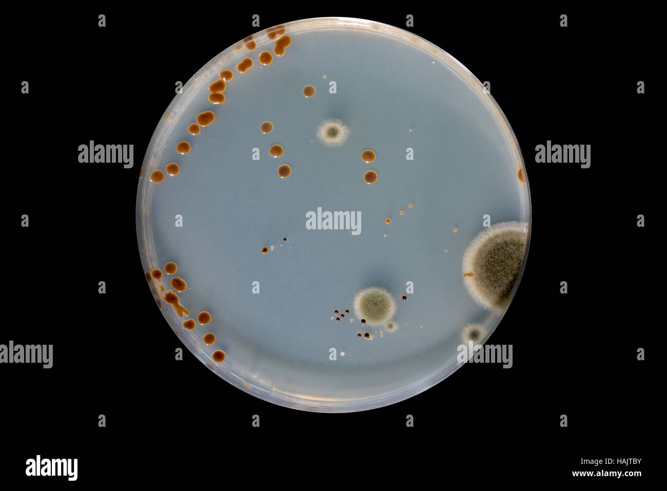 La ricerca vari microrganismi / microflora in capsule di petri Foto Stock