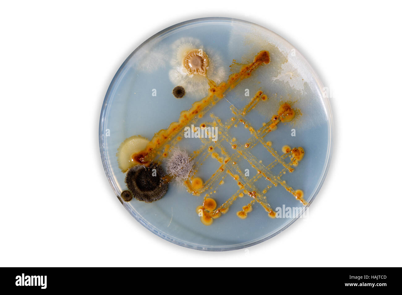 Piastre di Petri isolato su bianco Foto Stock