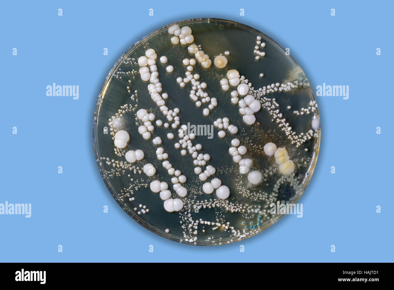 La ricerca vari microrganismi / microflora in capsule di petri Foto Stock