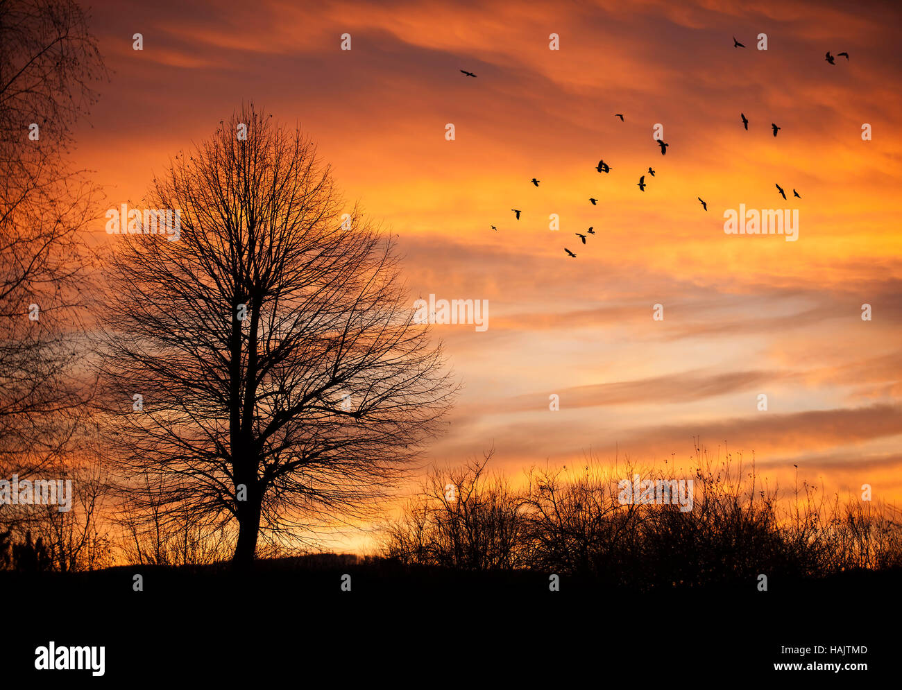 Albero in tempo al tramonto con uccelli in volo. Foto Stock