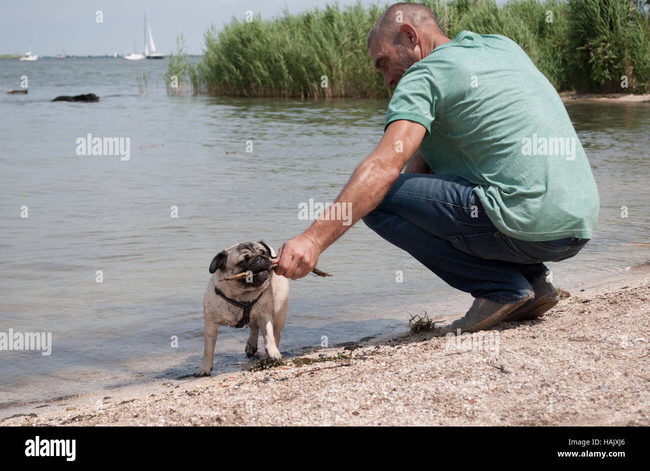 Attraente uomo, maschio adulto, giocando con piccole pug cucciolo di cane fuori in spiaggia Foto Stock