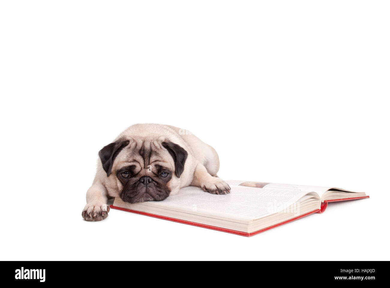 Carino pug cucciolo di cane sdraiato sul libro, stanchi di lettura, isolati su sfondo bianco Foto Stock