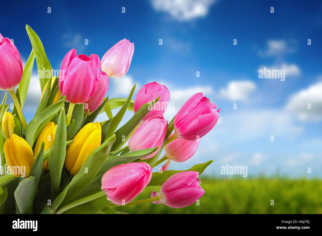 Bouquet di tulipani colorati contro il cielo blu Foto Stock