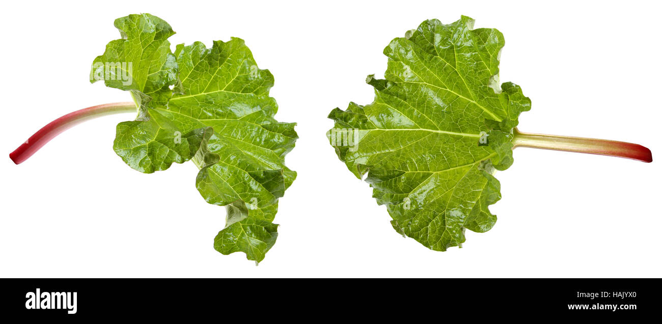 Rabarbaro fresco isolato su bianco Foto Stock