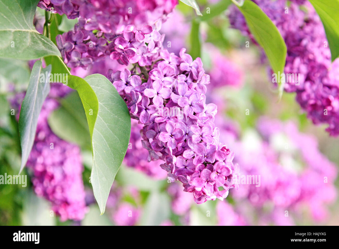 Purple lilac bush Foto Stock