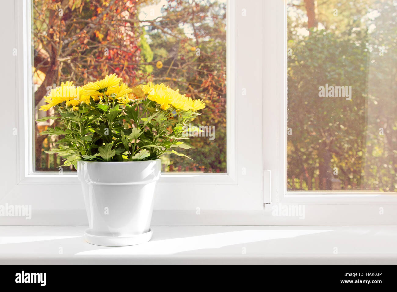 Vaso con crisantemo giallo sul davanzale Foto Stock