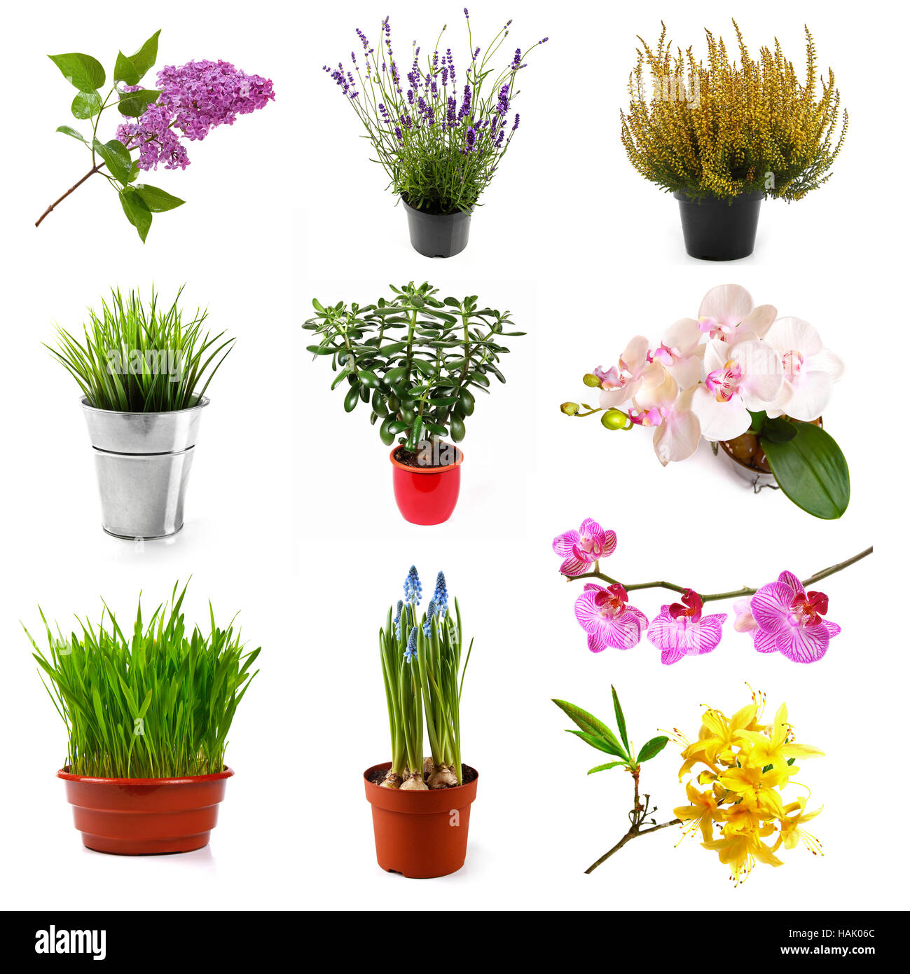 Raccolta con diversi fiori e piante, isolato su bianco Foto Stock