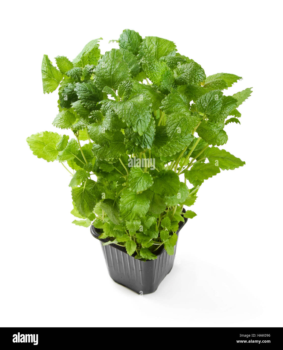 Fresh potted melissa isolato su bianco Foto Stock