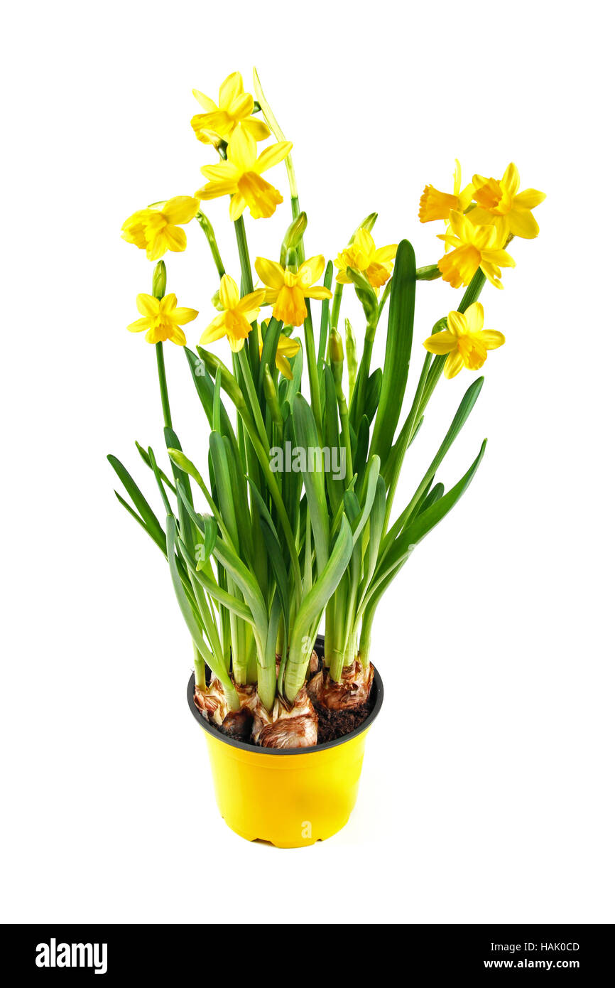 Giallo daffodil nel recipiente isolato su bianco Foto Stock