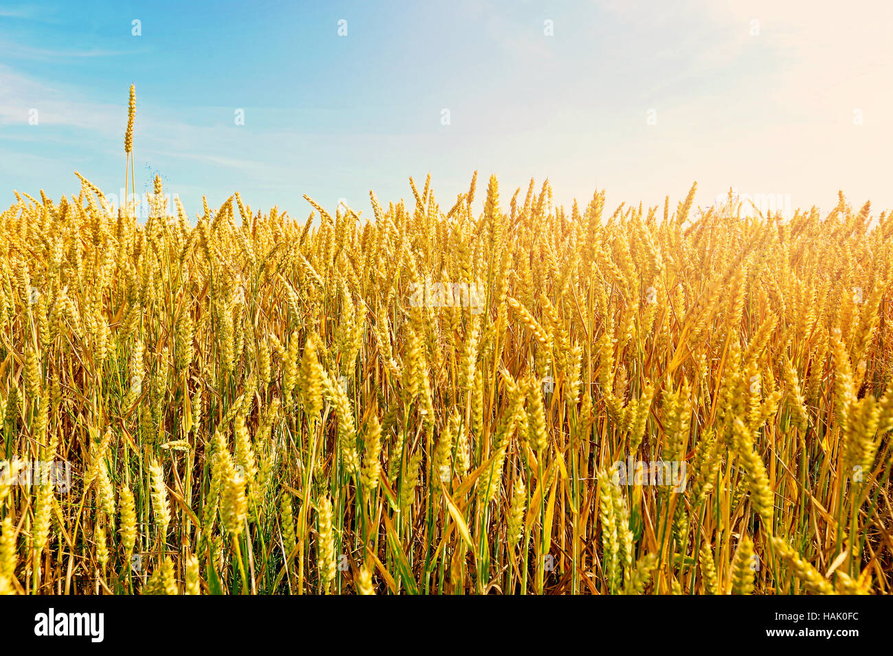 Golden campo di grano con cielo blu in background Foto Stock