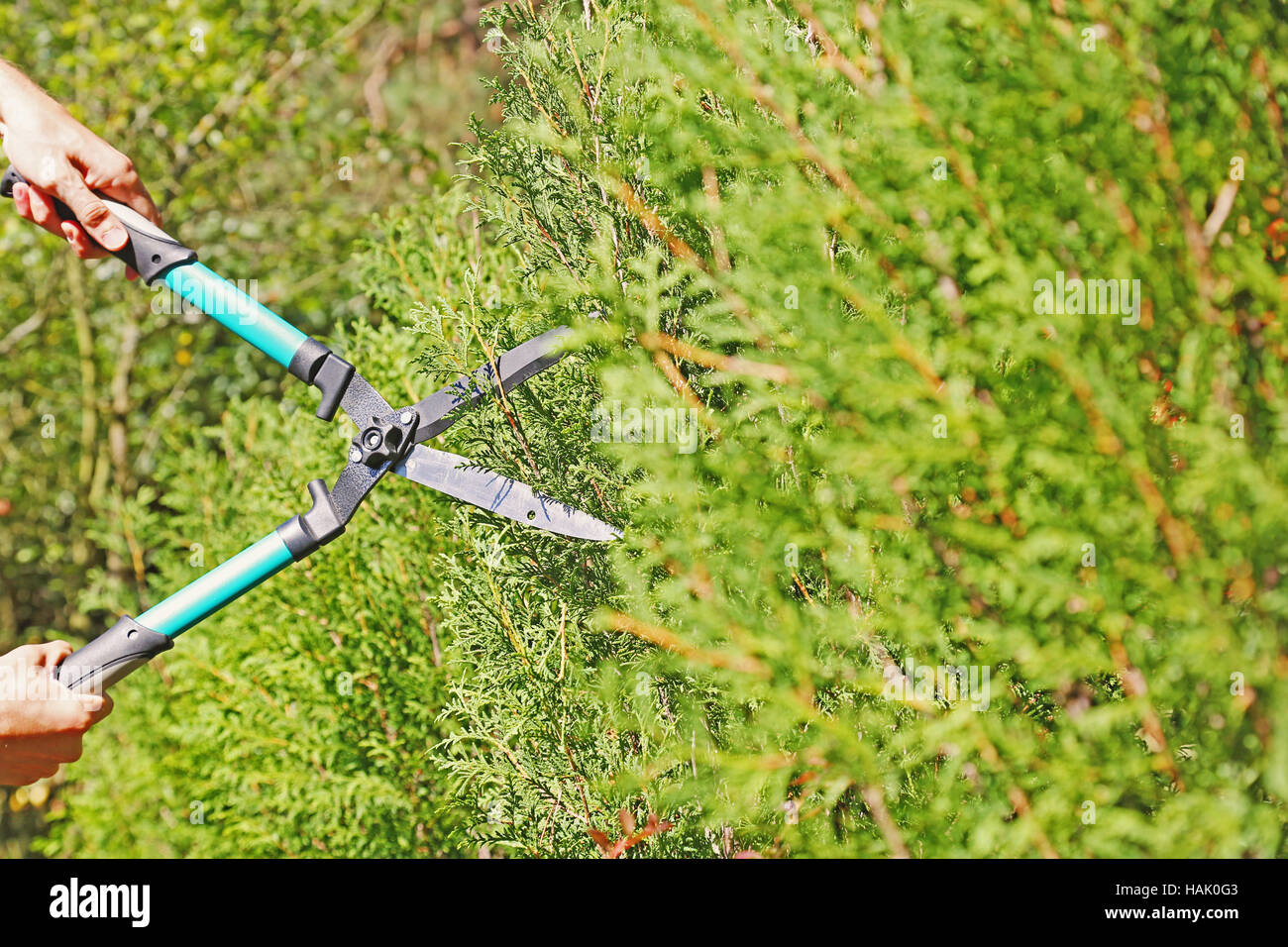 Giardiniere trimming di un hedge con le forbici per potatura Foto Stock