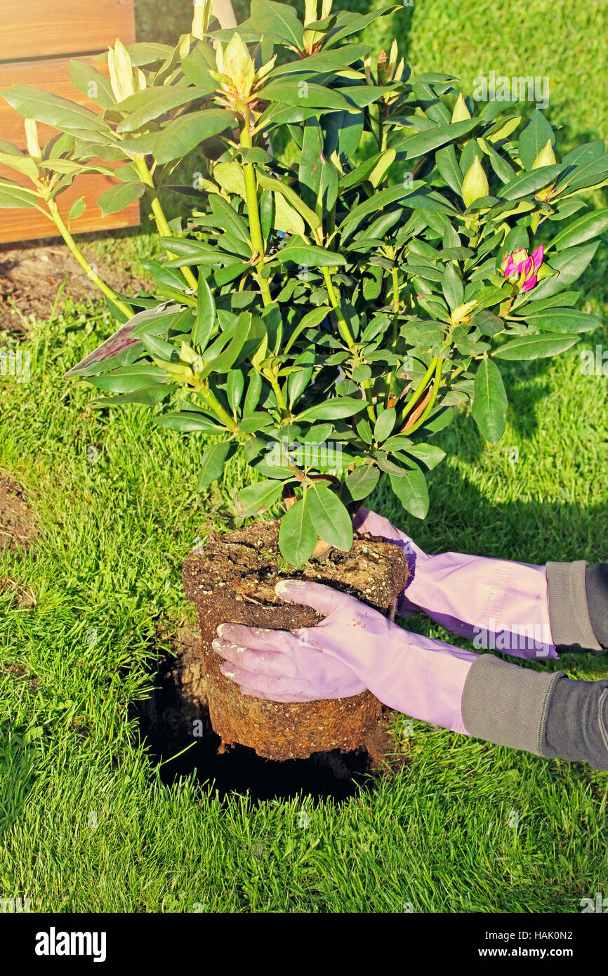 Donna di piantare rododendri bush nel giardino Foto Stock