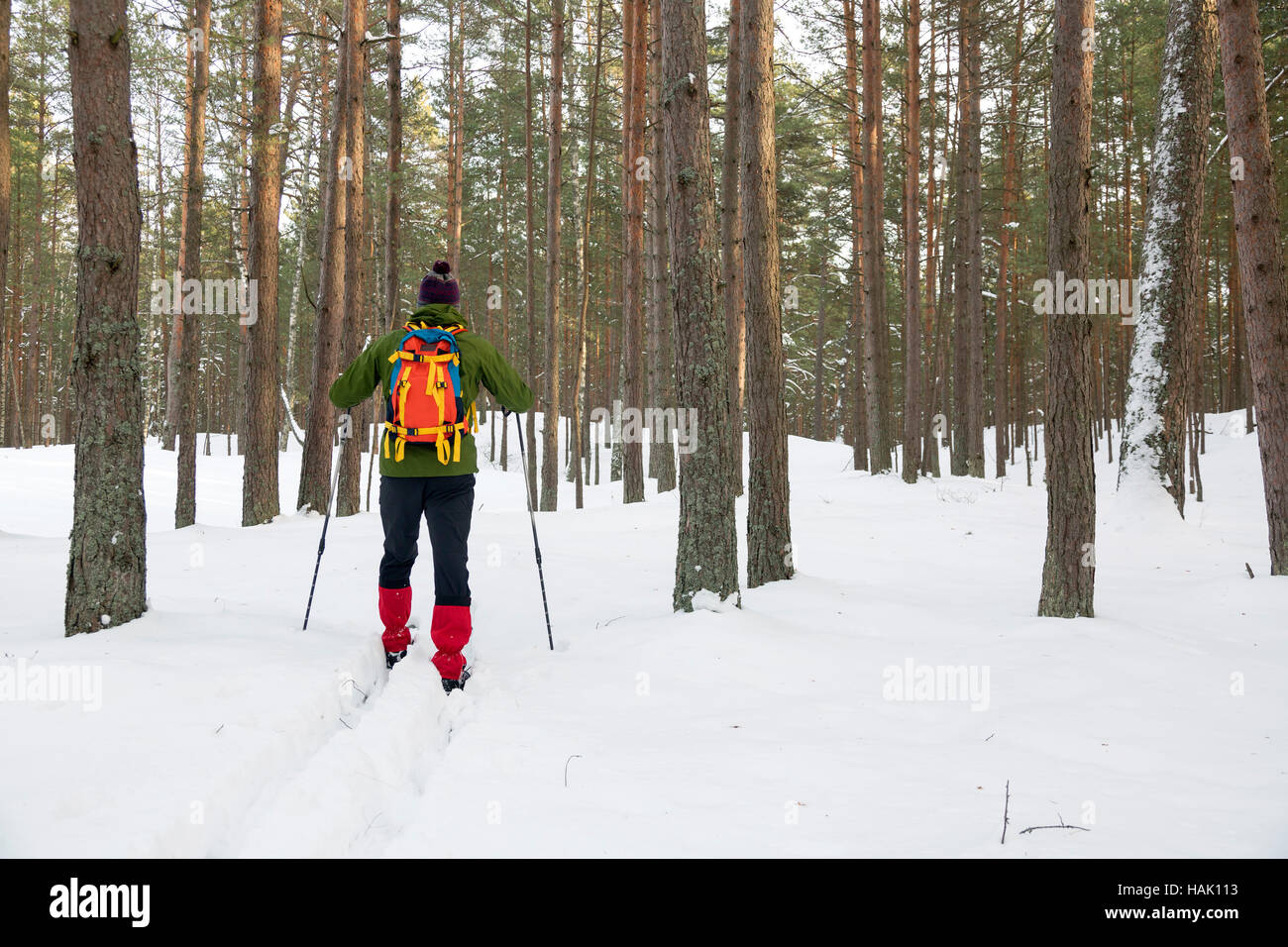 Backcountry rider in boschi innevati Foto Stock