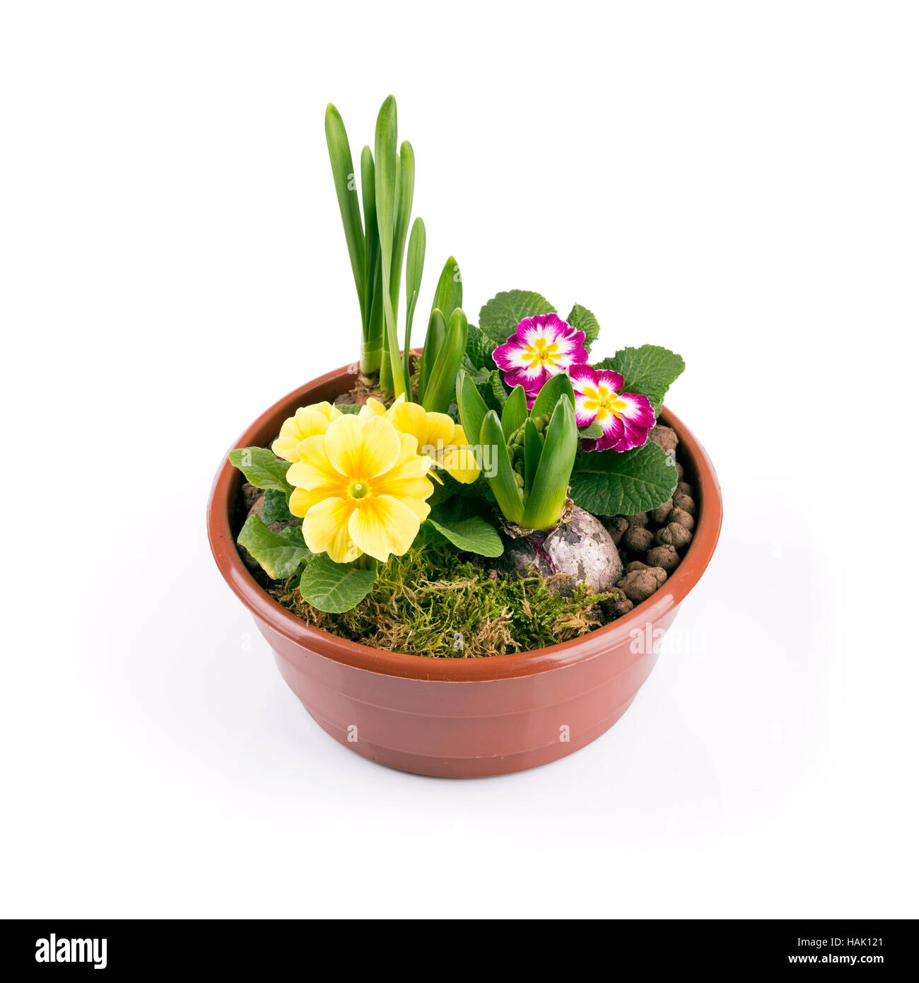 Vaso con fiori di primavera isolato su sfondo bianco Foto Stock
