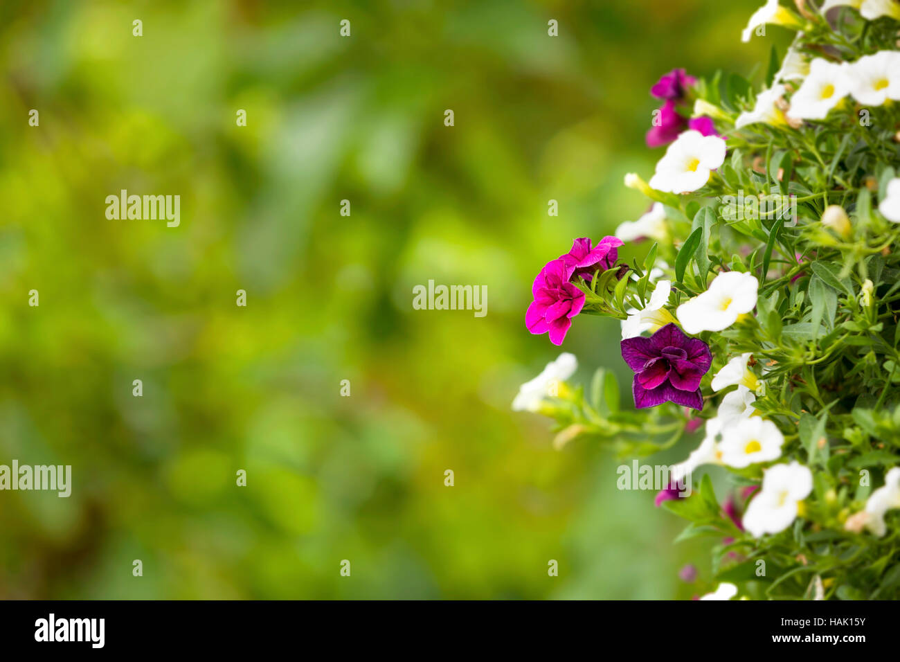 Nelle petunie sul verde sfondo sfocato con spazio di copia Foto Stock