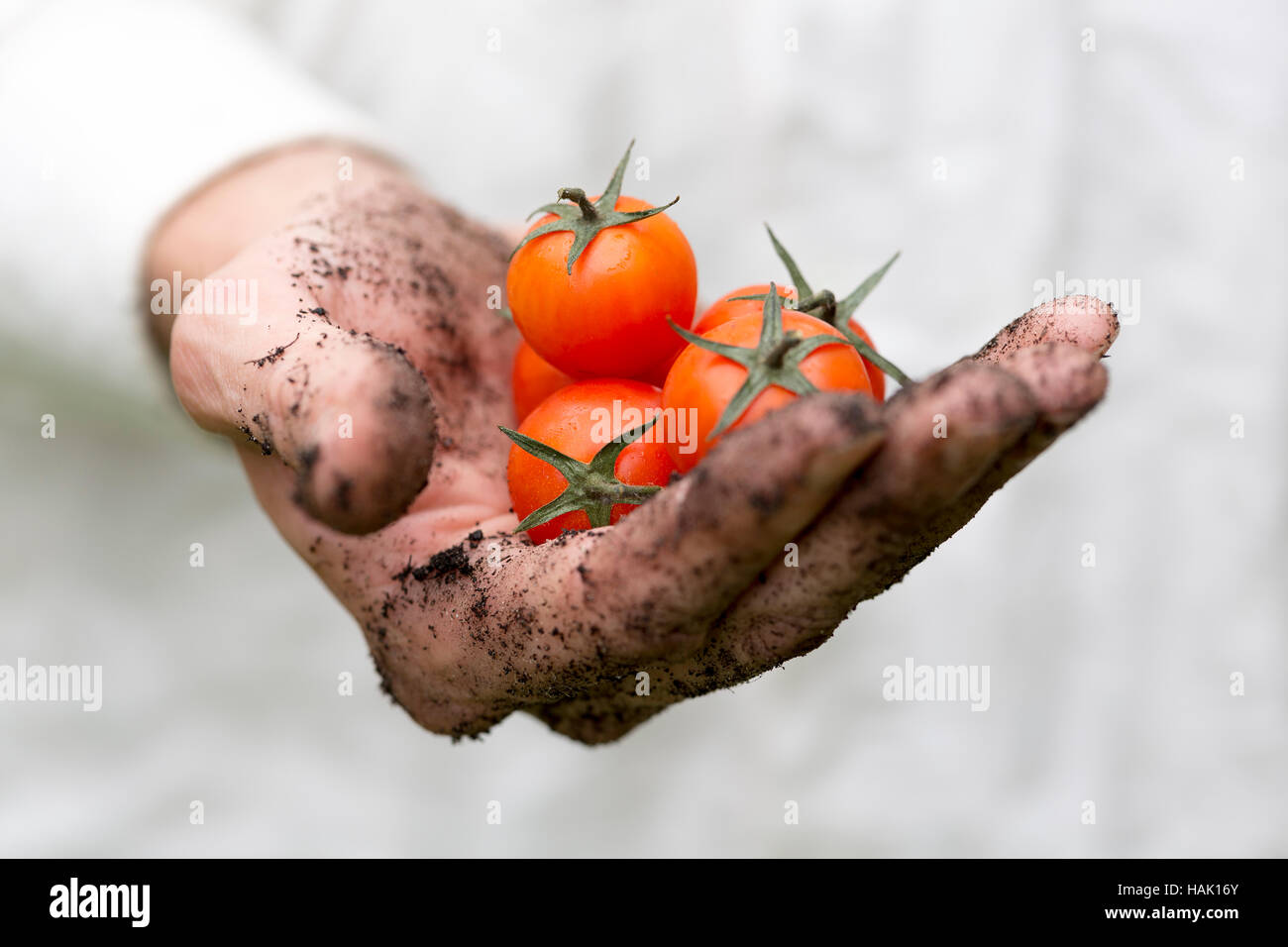 Agricoltore mano piena di freschi pomodori ciliegia Foto Stock