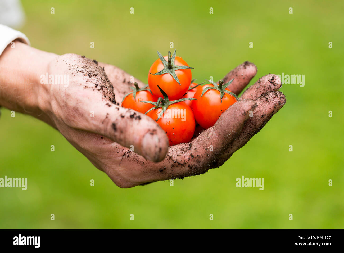Agricoltura eco - crudo fresco i pomodori in un giardiniere mano Foto Stock