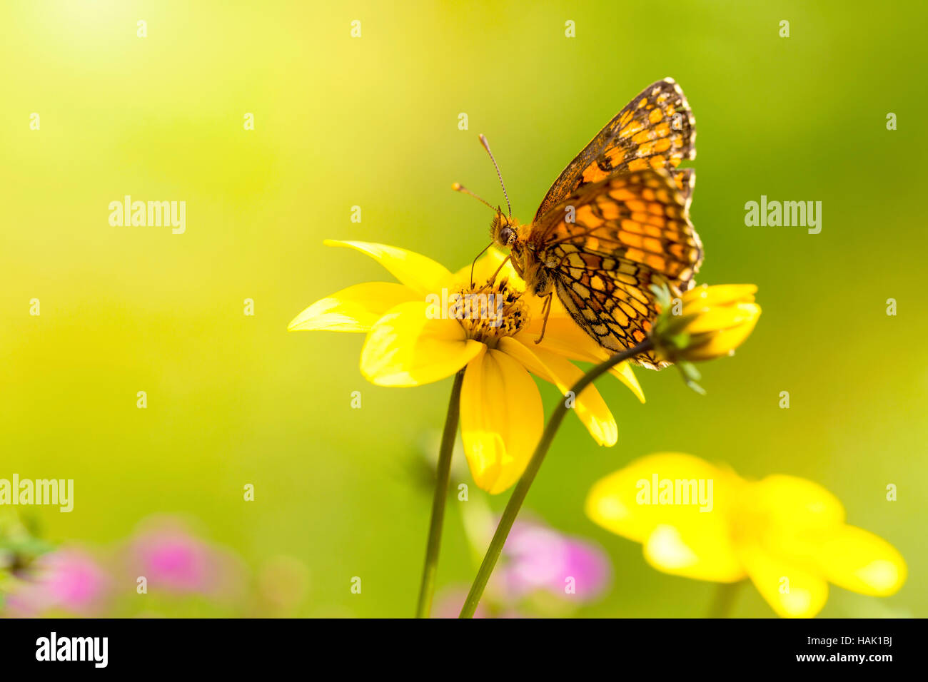 Macro shot con farfalla arancione sul fiore giallo Foto Stock