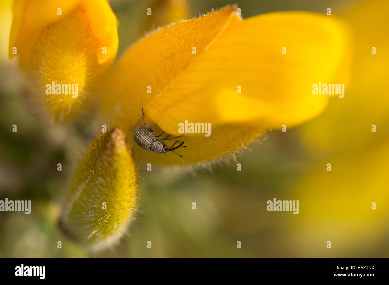 Un Gorse curculione (Exapion ulicis) su un comune Gorse (Ulex Europaeus) fiore. Foto Stock