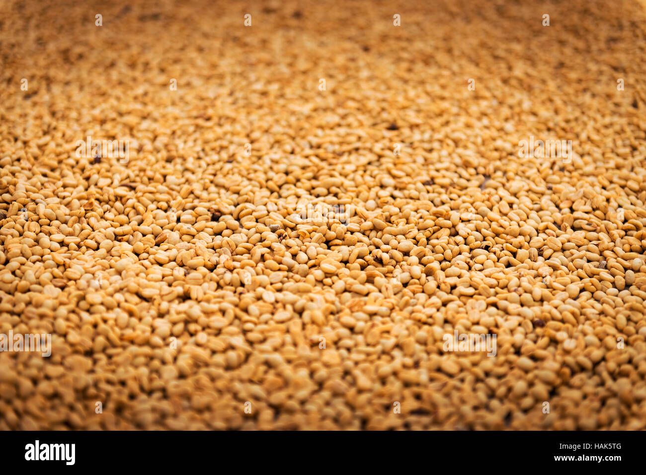 Dettaglio di chicchi di caffè essiccazione in un caffè organico farm nel Salento, Colombia, Sud America Foto Stock