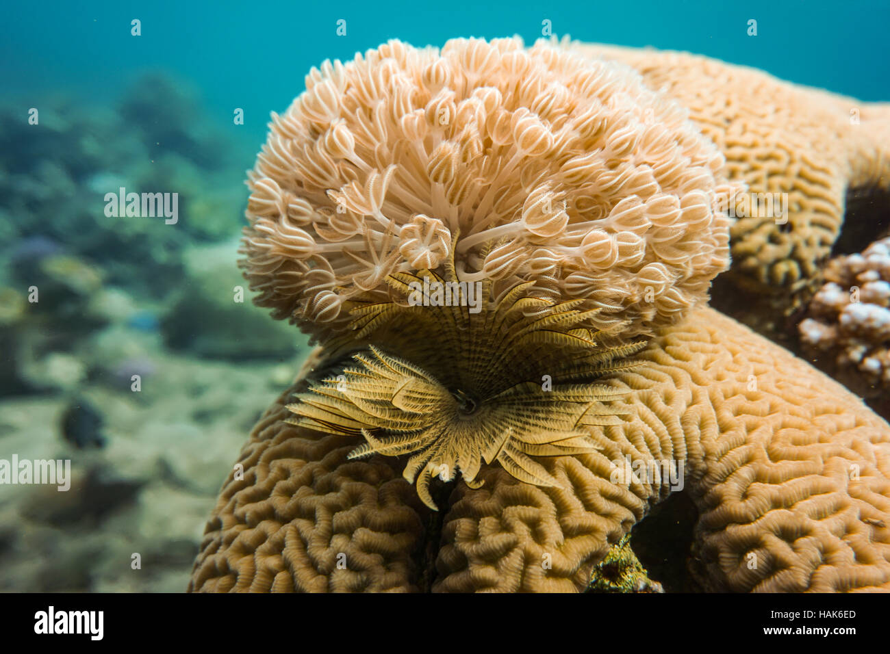 La foto mostra una bella formazione corallina. È stata presa a La Pietra Gialla Reef in Aqaba Giordania. Foto Stock